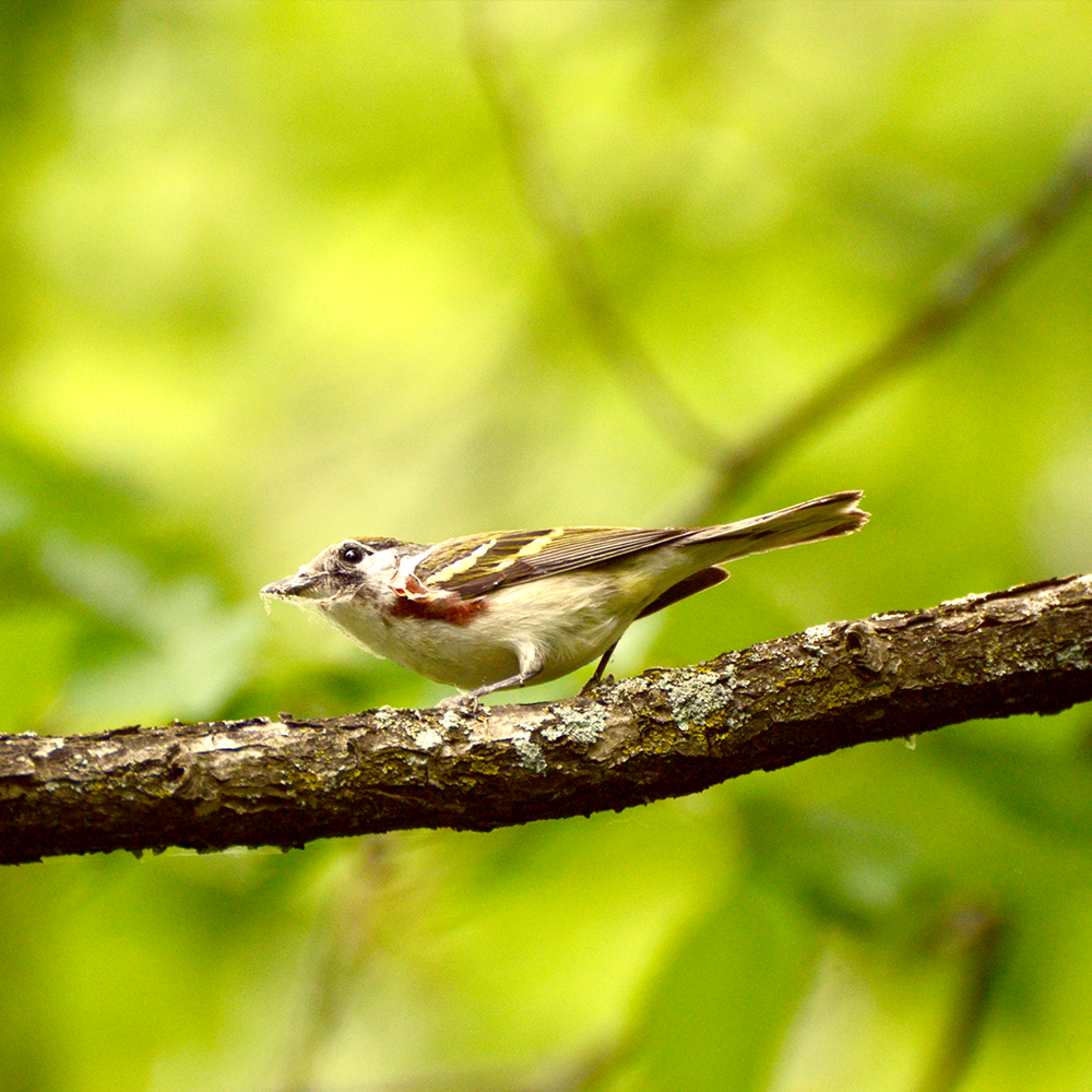 Chestnut Sided Warbler shot at Mud Lake, Ottawa