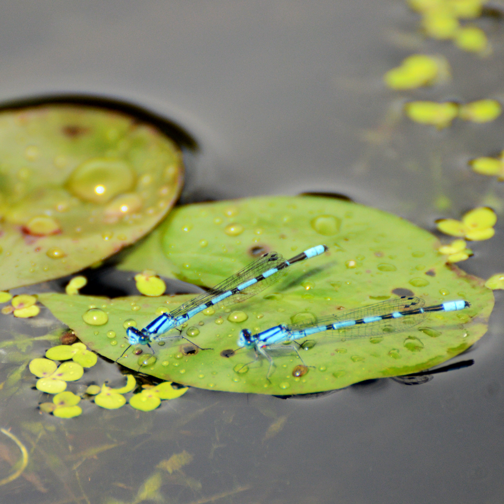 Damselflies shot at Mud Lake, Ottawa