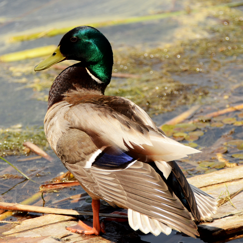 Mallard shot at Sarsaparilla Trail, Kanata