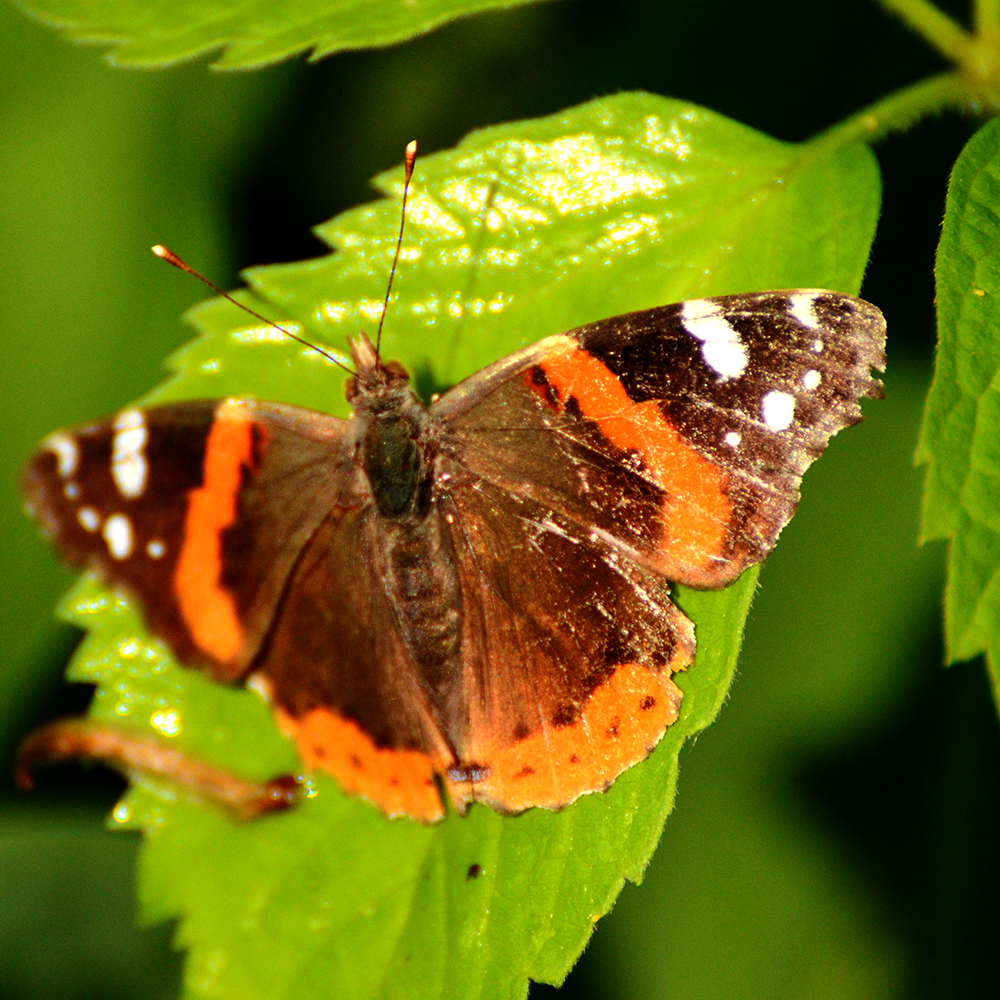 Painted Lady butterfly shot in the Greenbelt