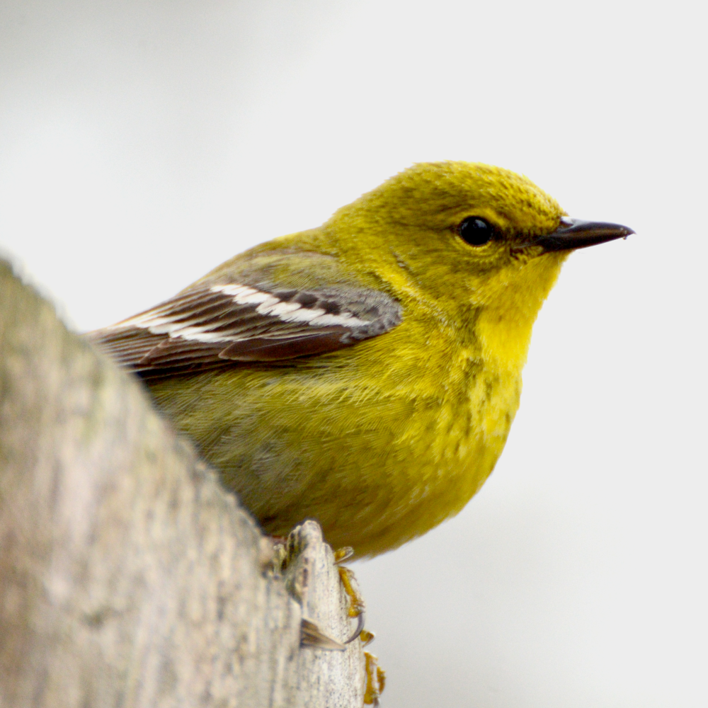 Pine Warbler shot at Mud Lake, Ottawa