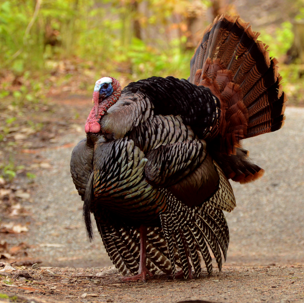 Wild Turkey shot at Mud Lake, Ottawa