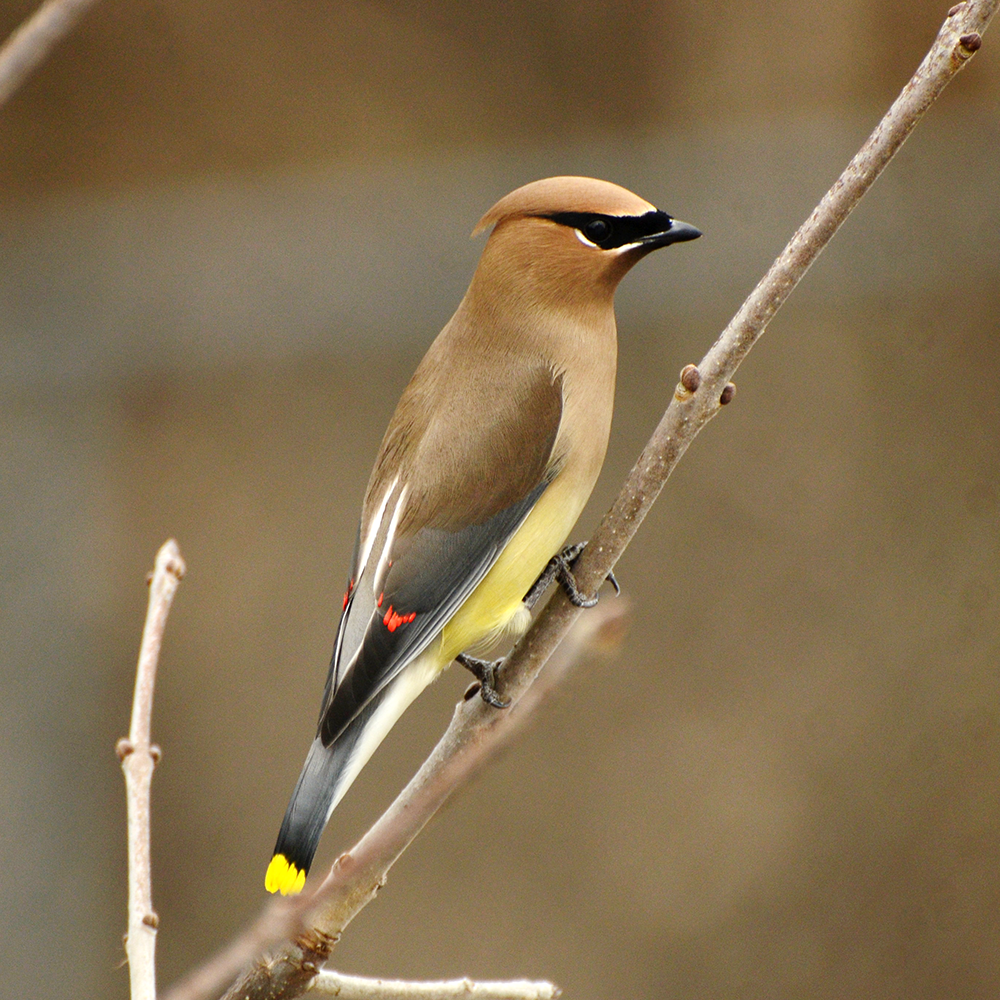 Cedar Waxwing shot in the Greenbelt