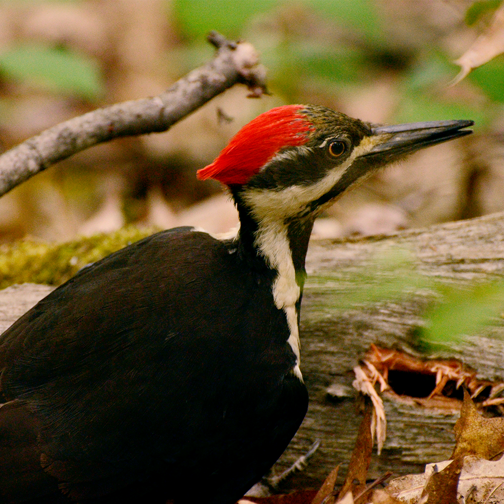 Pileated Woodpecker shot at Mud Lake, Ottawa